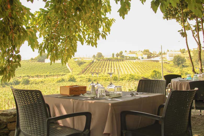 Tour de viñedos y bodegas por el Valle del Duero