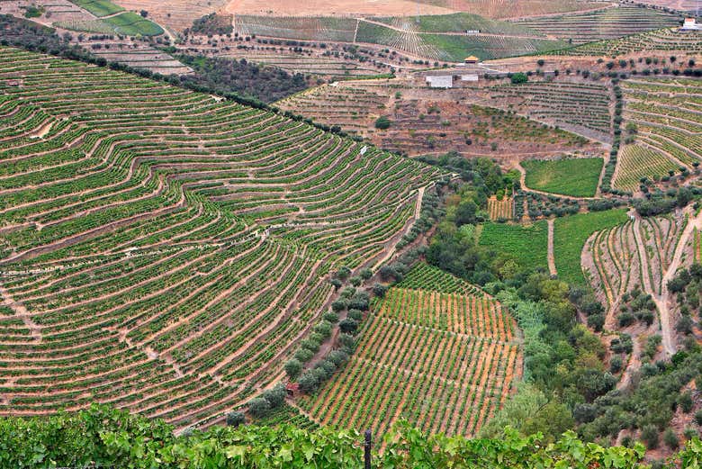 Tour de viñedos y bodegas por el Valle del Duero