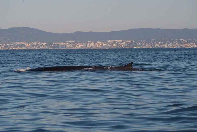 Avistamiento de delfines en Lisboa