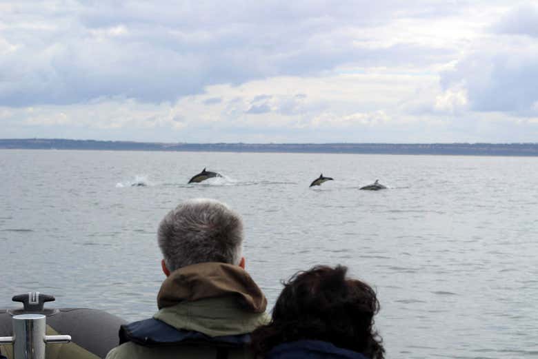 Avistamiento de delfines en Lisboa