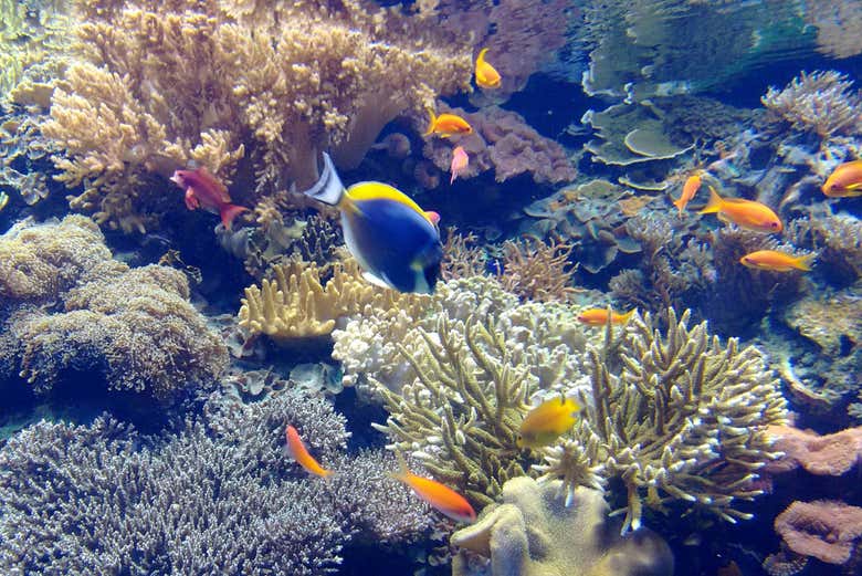 Entrada al Oceanario de Lisboa