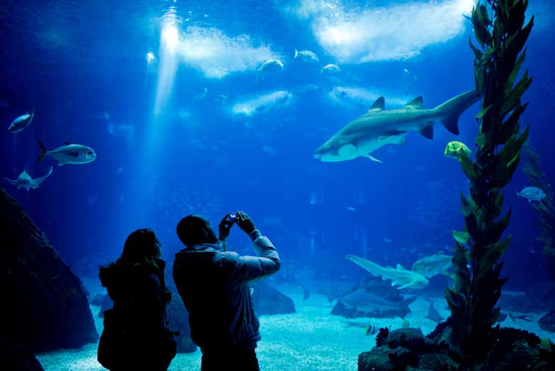 Entrada al Oceanario de Lisboa