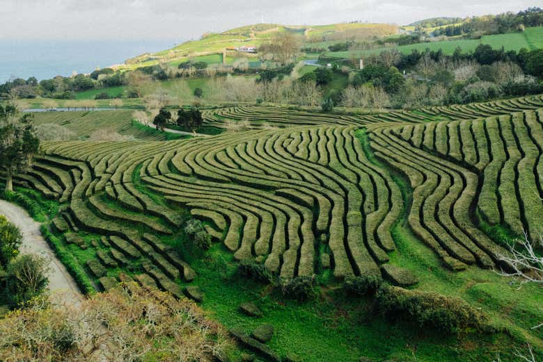 Tour por São Miguel, la vuelta a la isla
