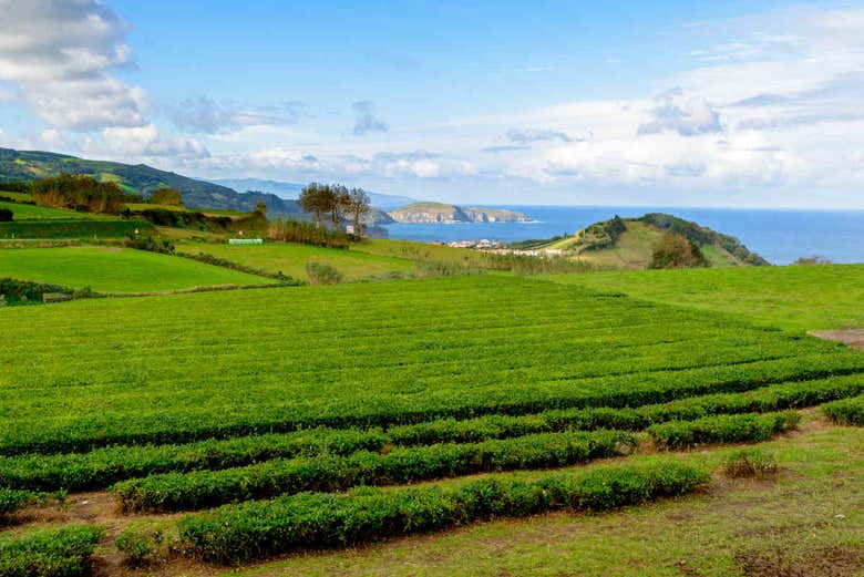 Tour en jeep por Furnas + Plantaciones de té de Gorreana