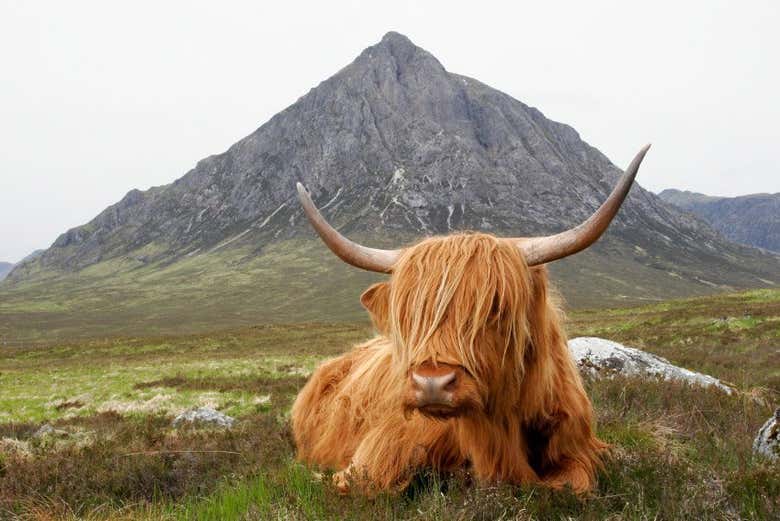 Excursión al Lago Ness y las Highlands