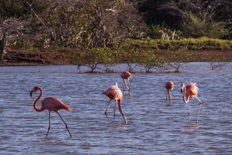 Excursión a las Cuevas de Hato y el santuario de flamencos