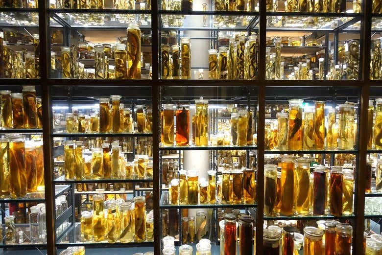 Entradas al Museo de Historia Natural con audioguía