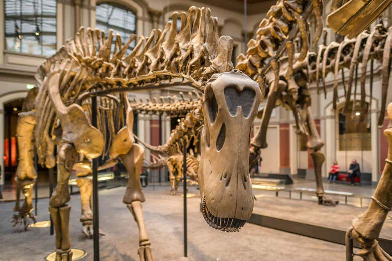 Entradas al Museo de Historia Natural con audioguía