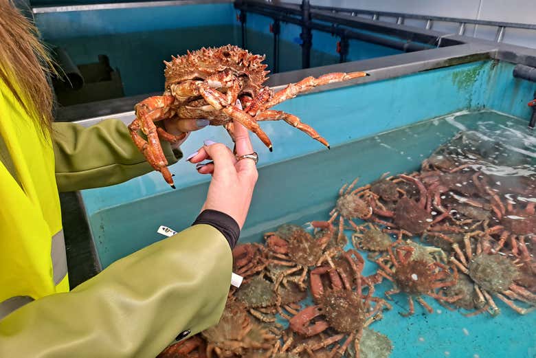 Tour por el puerto de Vigo + Visita a un vivero de marisco