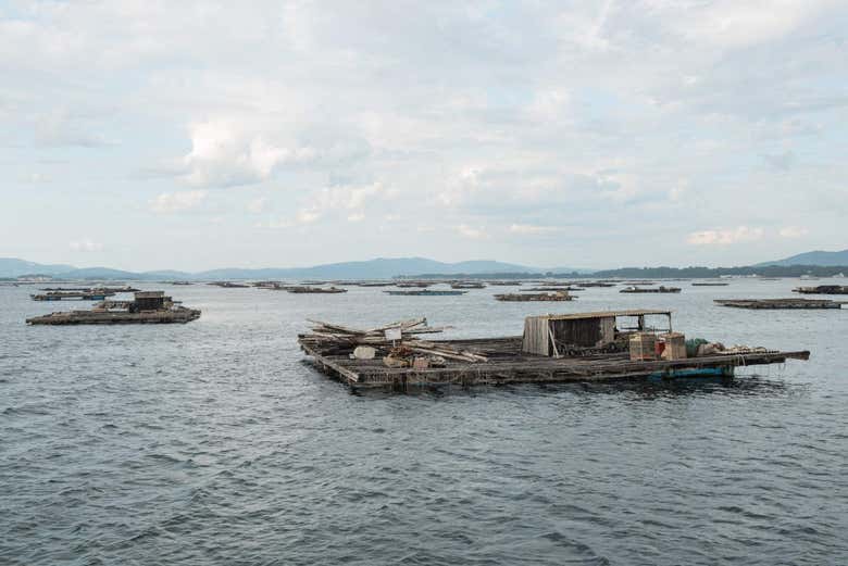 Paseo en barco por la ría + Degustación de mejillones