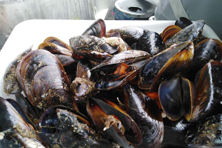 Paseo en barco por la ría + Degustación de mejillones