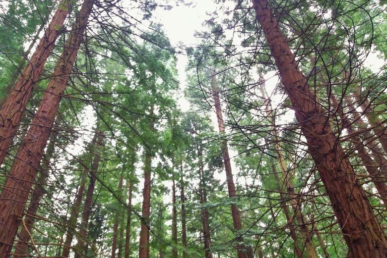 Excursión a San Vicente de la Barquera + Bosque de Secuoyas