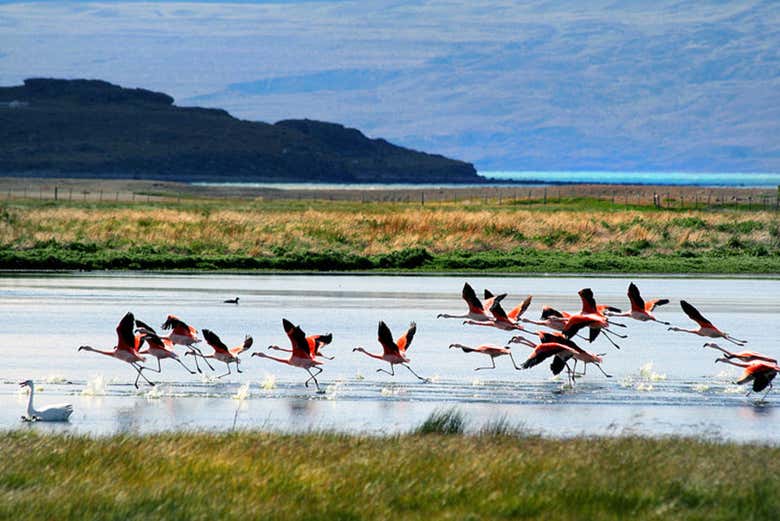 Tour por El Calafate + Visita al Glaciarium