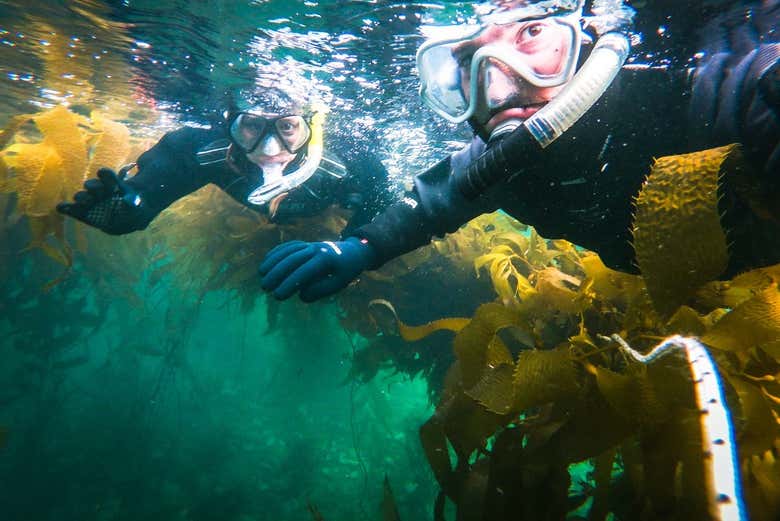 Snorkel en el Canal Beagle
