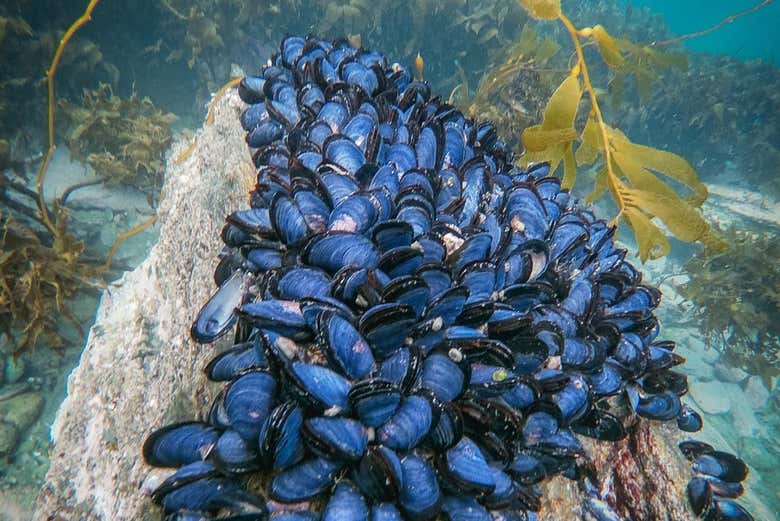 Snorkel en el Canal Beagle