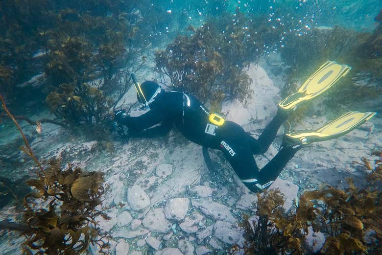 Snorkel en el Canal Beagle