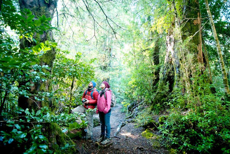 Excursión a Puerto Blest y Cascada de los Cántaros