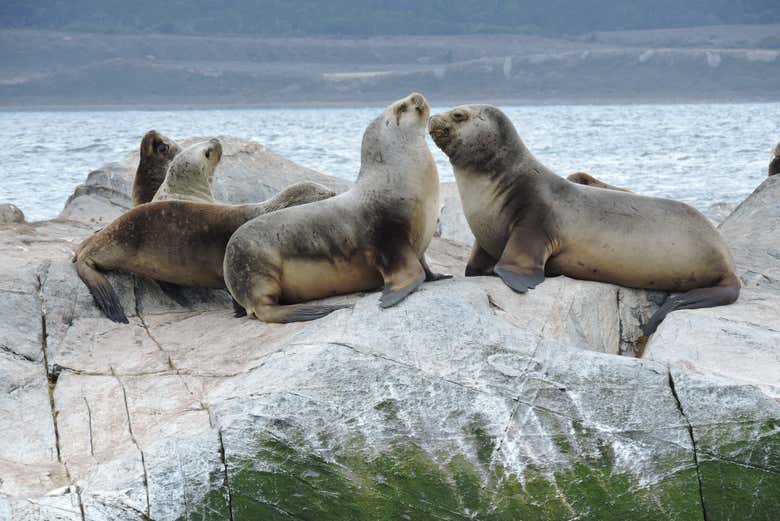 Paseo en barco por el Canal Beagle