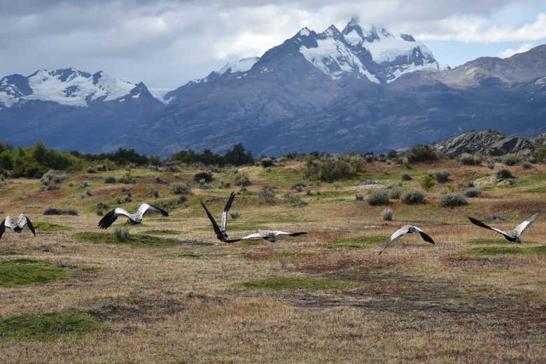 Estancia Cristina + Barco por el glaciar Upsala