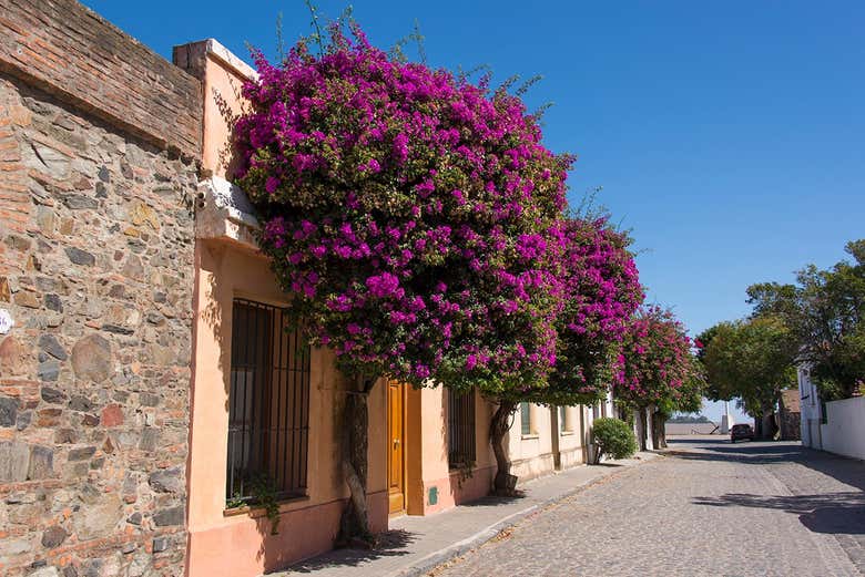 Excursión a Colonia del Sacramento + Autobús turístico