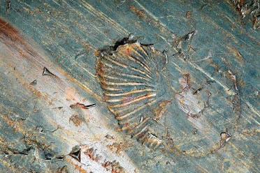 Senderismo por la Estancia Cristina + Glaciar Upsala