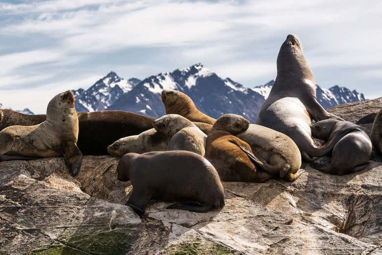 Paseo en yate por el Canal Beagle + Trekking por isla Bridges