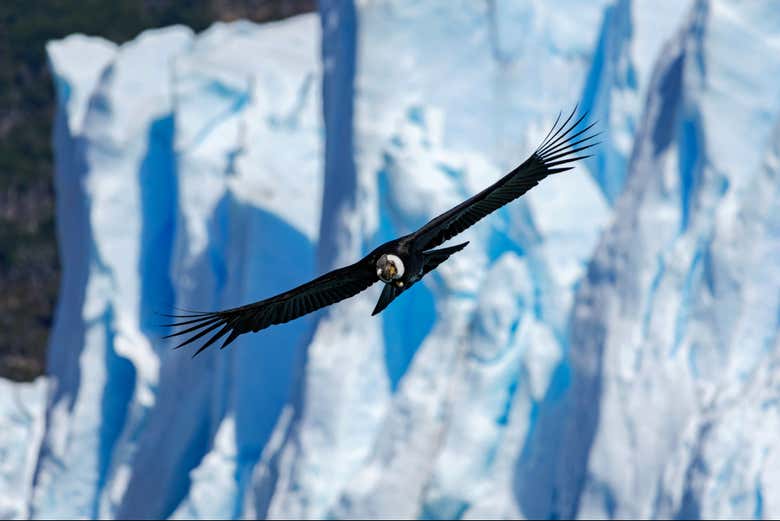 Excursión al glaciar Perito Moreno y la Estancia Río Mitre