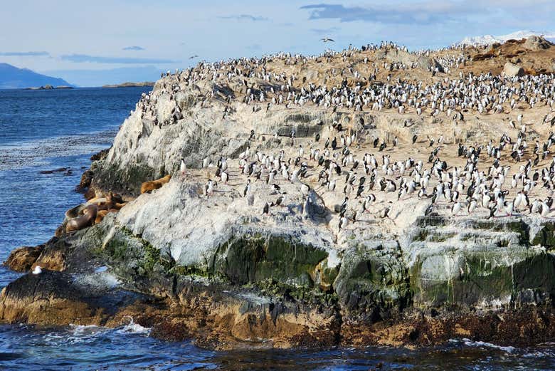 Pingüinera de isla Martillo + Paseo en barco por el canal Beagle