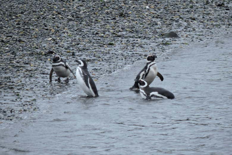 Pingüinera de isla Martillo + Paseo en barco por el canal Beagle