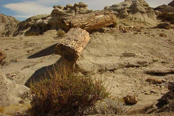 Senderismo por el bosque petrificado La Leona