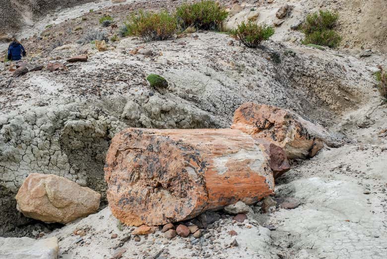 Senderismo por el bosque petrificado La Leona