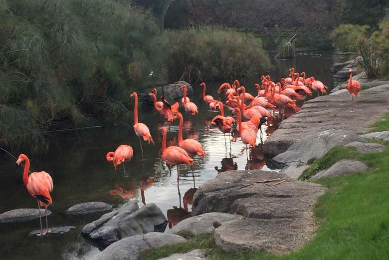 Excursión al Bioparque Temaikèn