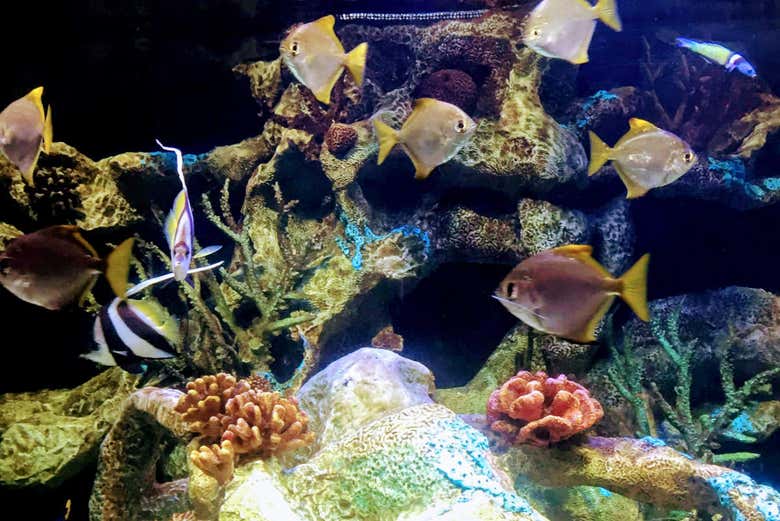 Excursión al Bioparque Temaikèn