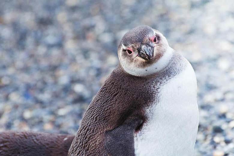 Ruta de la Centolla + Avistamiento de pingüinos en la isla Martillo