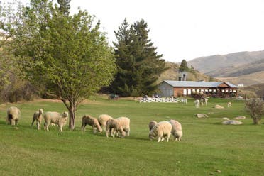 Cena con espectculo en la Estancia 25 de mayo