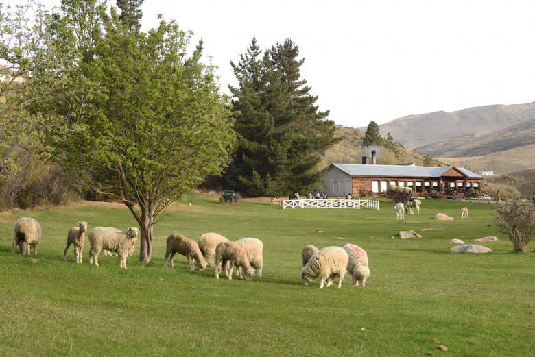 Cena con espectáculo en la Estancia 25 de mayo