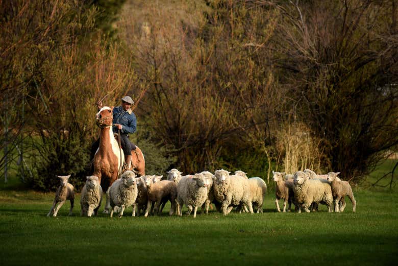 Cena con espectáculo en la Estancia 25 de mayo