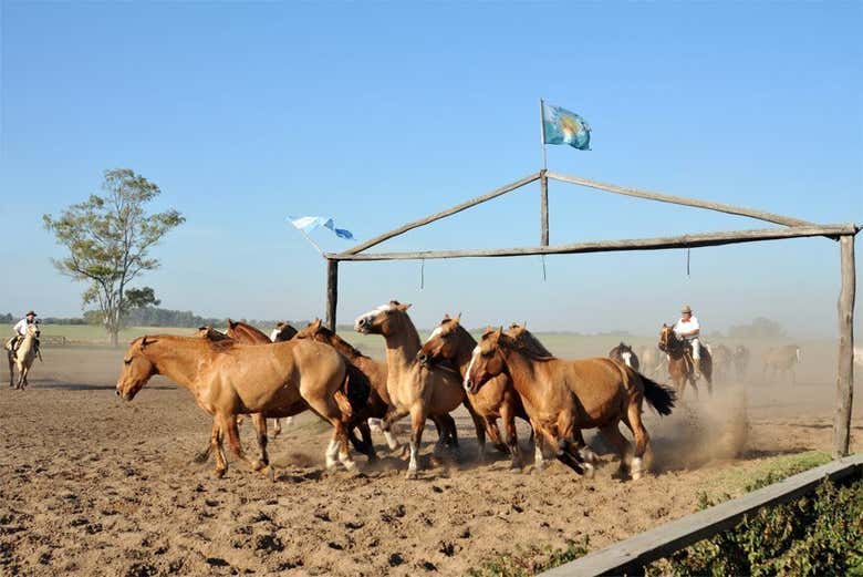 Fiesta Gaucha en la Estancia Santa Susana