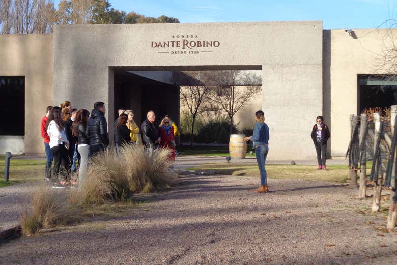 Tour de viñedos y bodegas