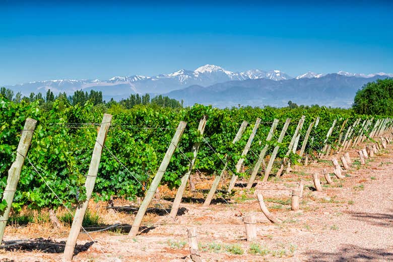Tour de viñedos y bodegas