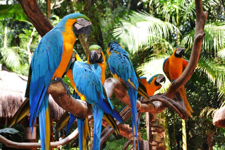 Excursión privada desde Puerto Iguazú