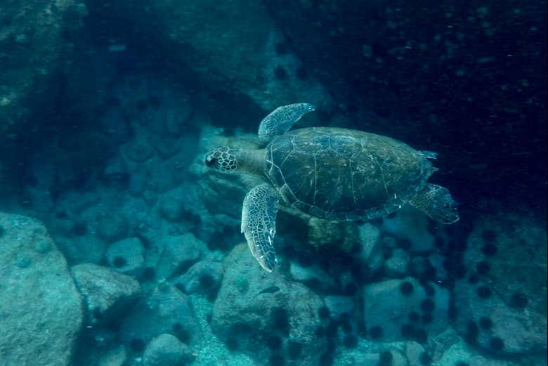 Paseo en lancha por las islas Tijuca