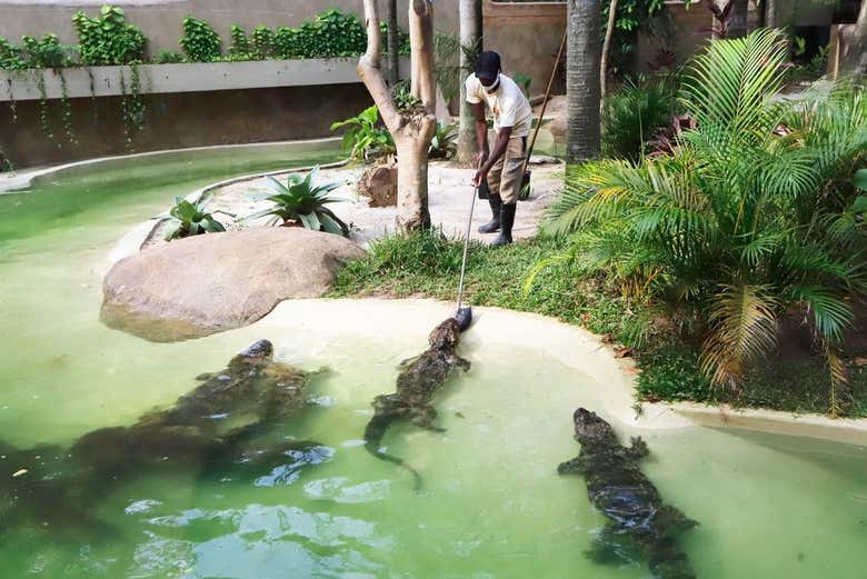 Transporte con entrada al BioParque de Río