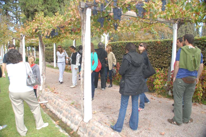 Tour por la zona vitivinícola de Luján de Cuyo en grupo reducido