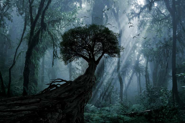 Senderismo nocturno por la reserva de la selva de Iryapú
