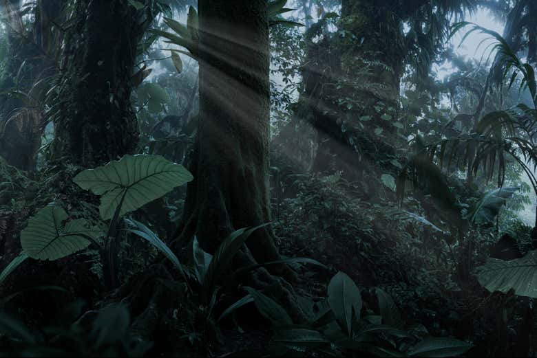 Senderismo nocturno por la reserva de la selva de Iryapú