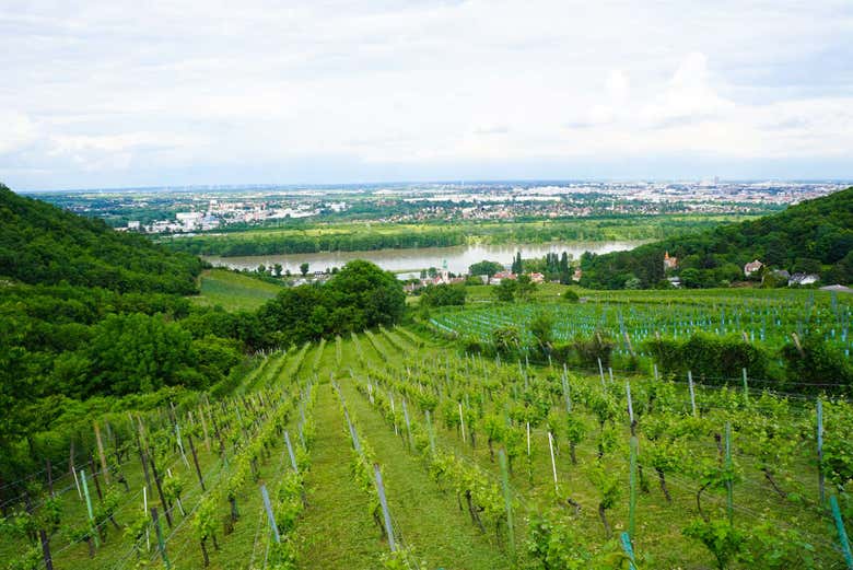Cata de vinos austriacos en Viena