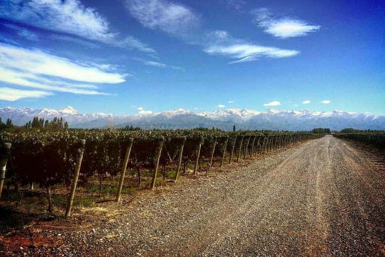 Tour privado por las bodegas de Maipú