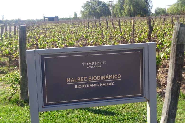 Tour privado por las bodegas de Maipú