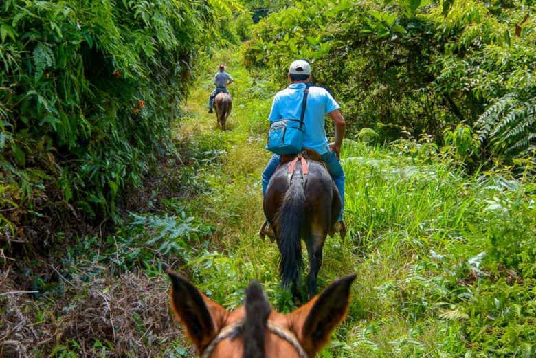 Paseo a caballo por la selva de Iguazú